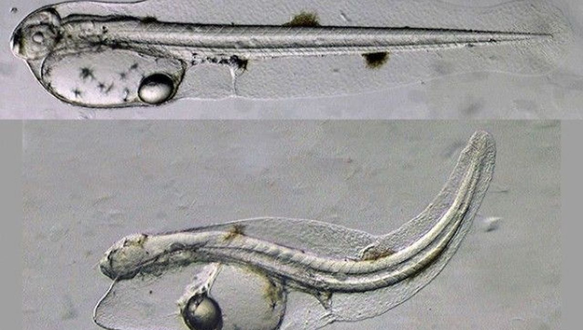 Oil Spill May Have Caused Heart Defects In Fish | IFLScience