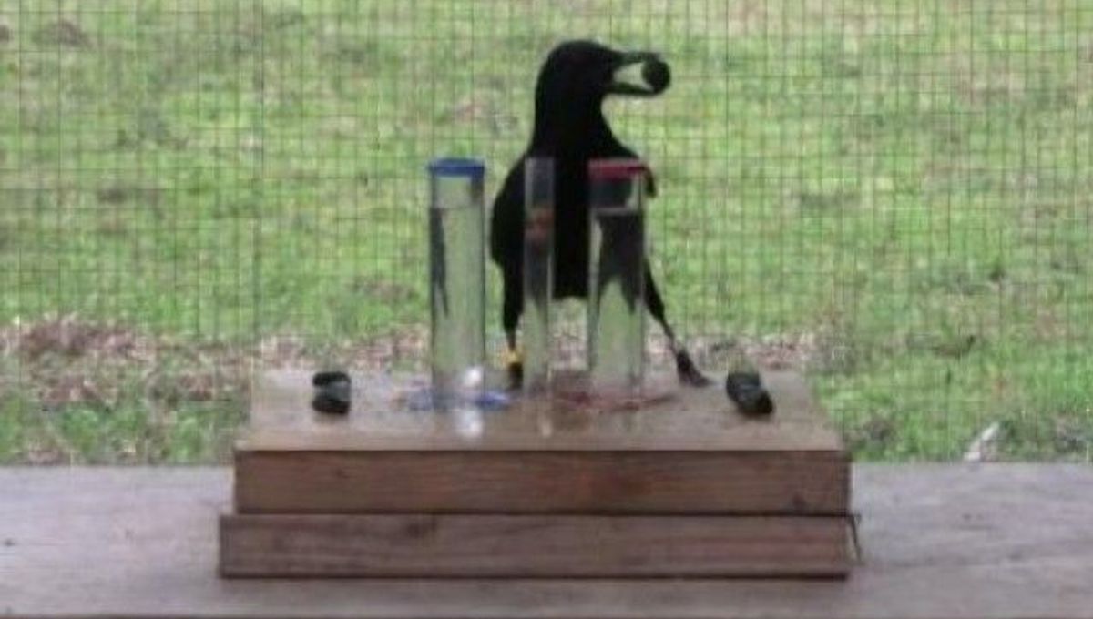 1464355043-537-crows-