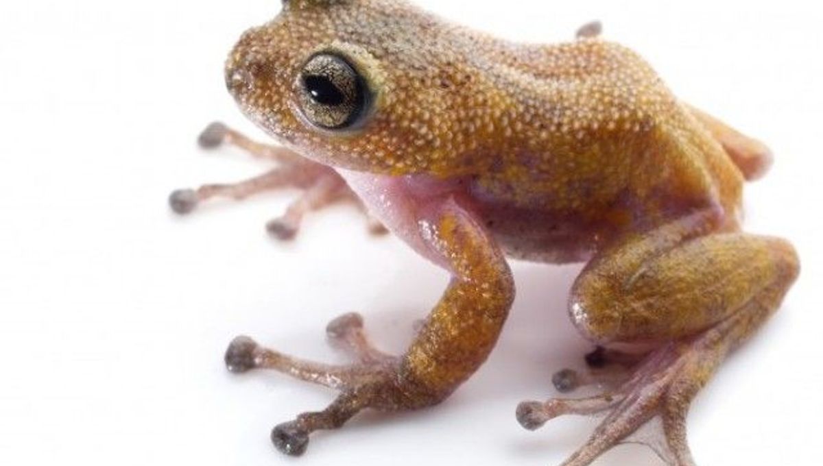 1464355110-616-new-species-of-