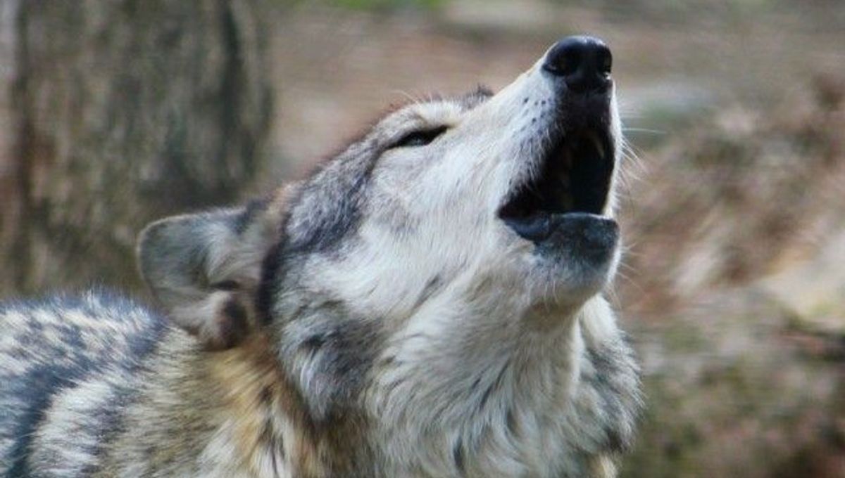 How Wolves Can Save an Ecosystem | IFLScience