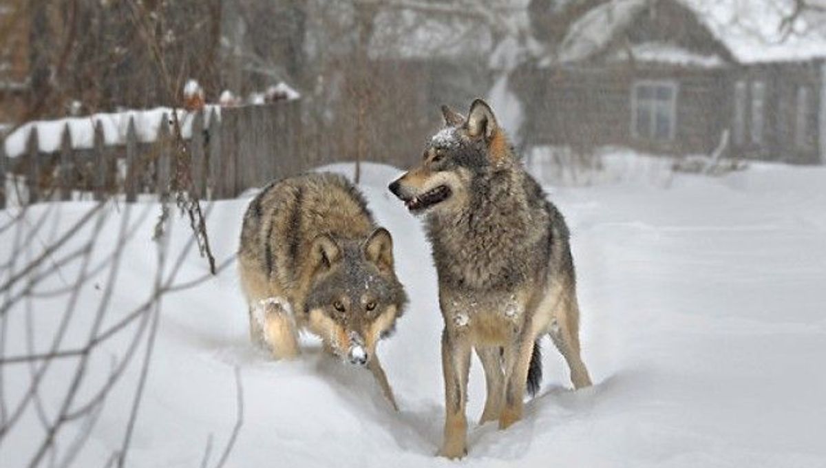 What Happens When Wildlife Reclaims Chernobyl Iflscience