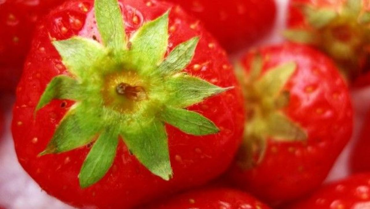 Time Lapse Video of Strawberries IFLScience