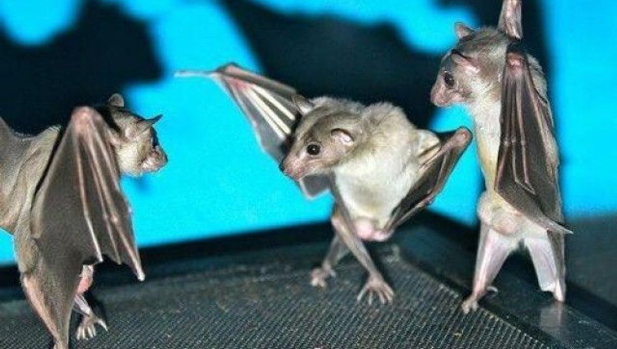 Bats Upside Down Look Like Breakdancers IFLScience