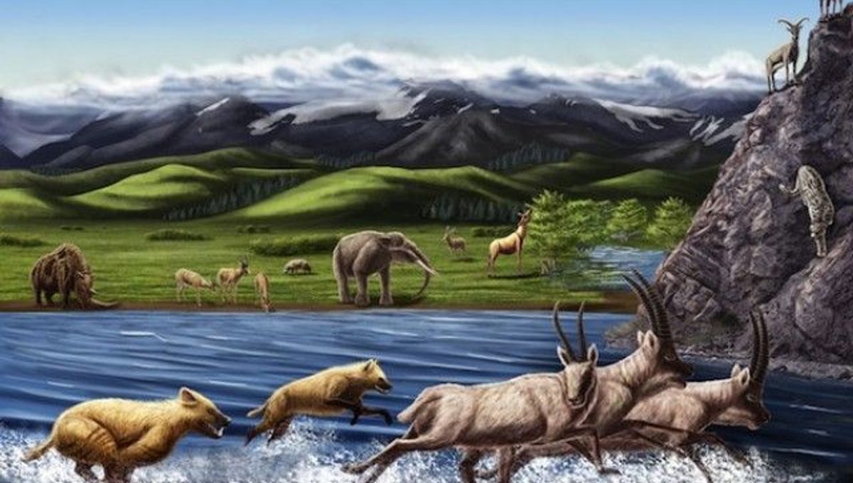 Ferocious Extinct Fox Fossils Found In Tibet IFLScience