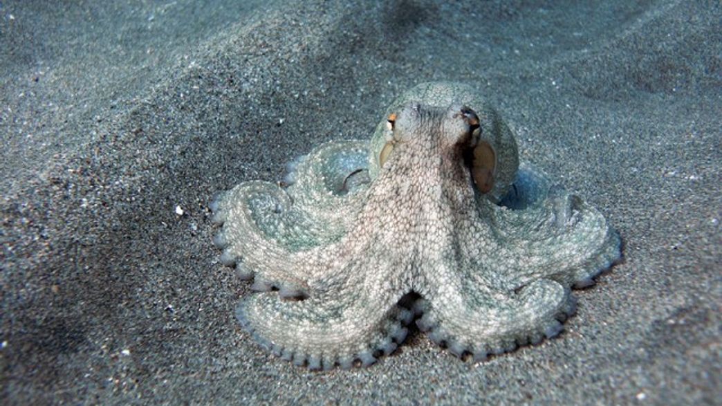 1302 Octopus That Walks On Land 1302 Octopus That Walks On Land