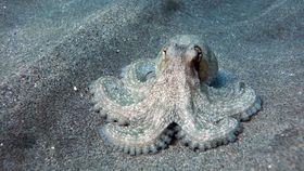 1302 Octopus That Walks On Land 1302 Octopus That Walks On Land