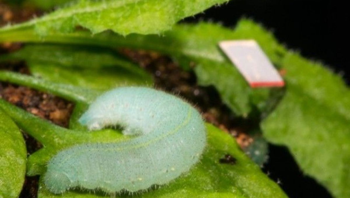 Plants Can Hear Themselves Being Eaten IFLScience