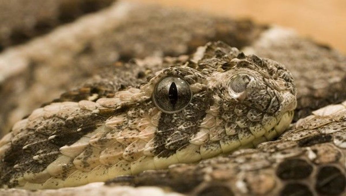 Puff Adder Attack In Slow Motion IFLScience
