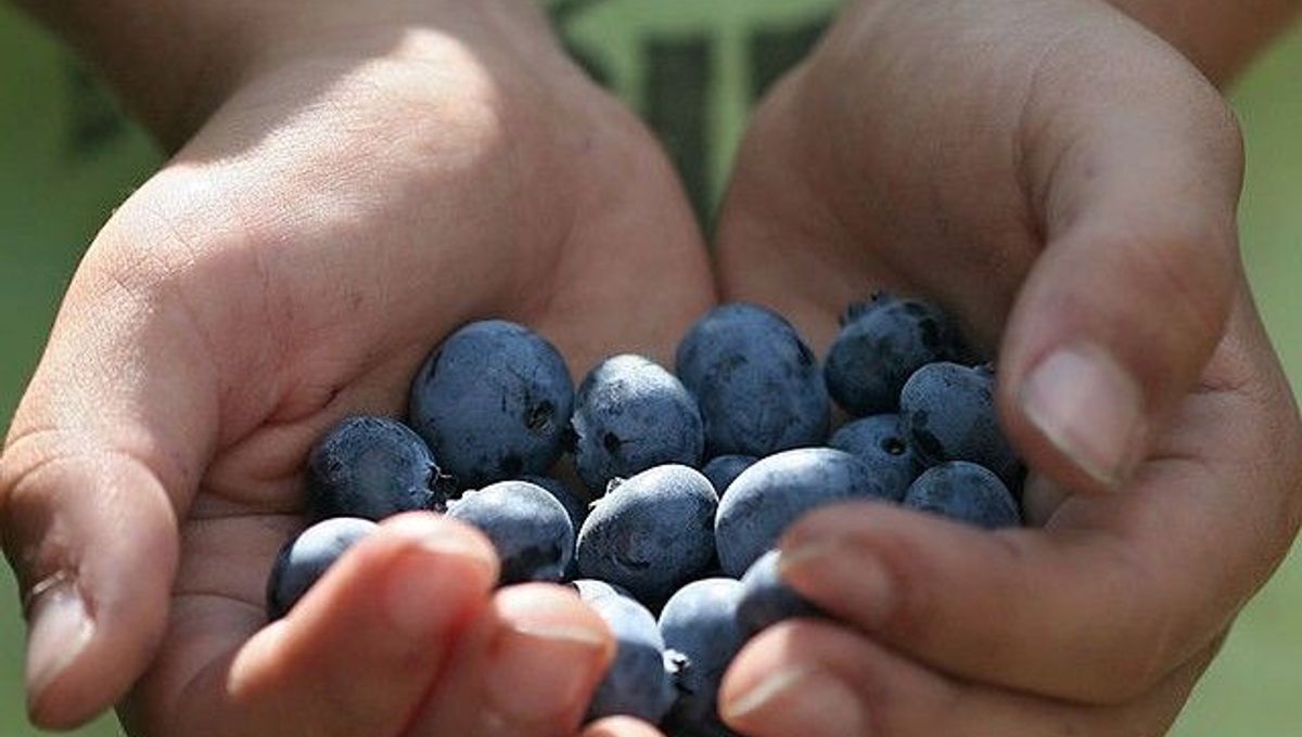 Antioxidants Can Make Cancers Worse IFLScience