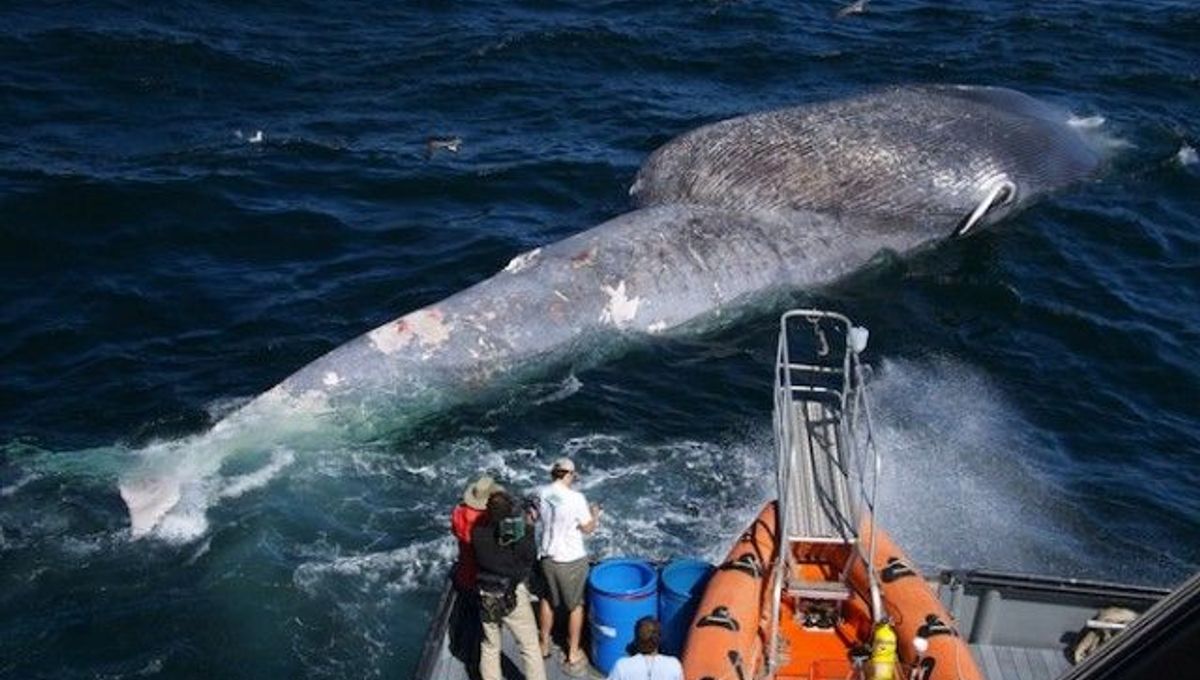 Boats and Blue Whales Collide in Waters off California | IFLScience