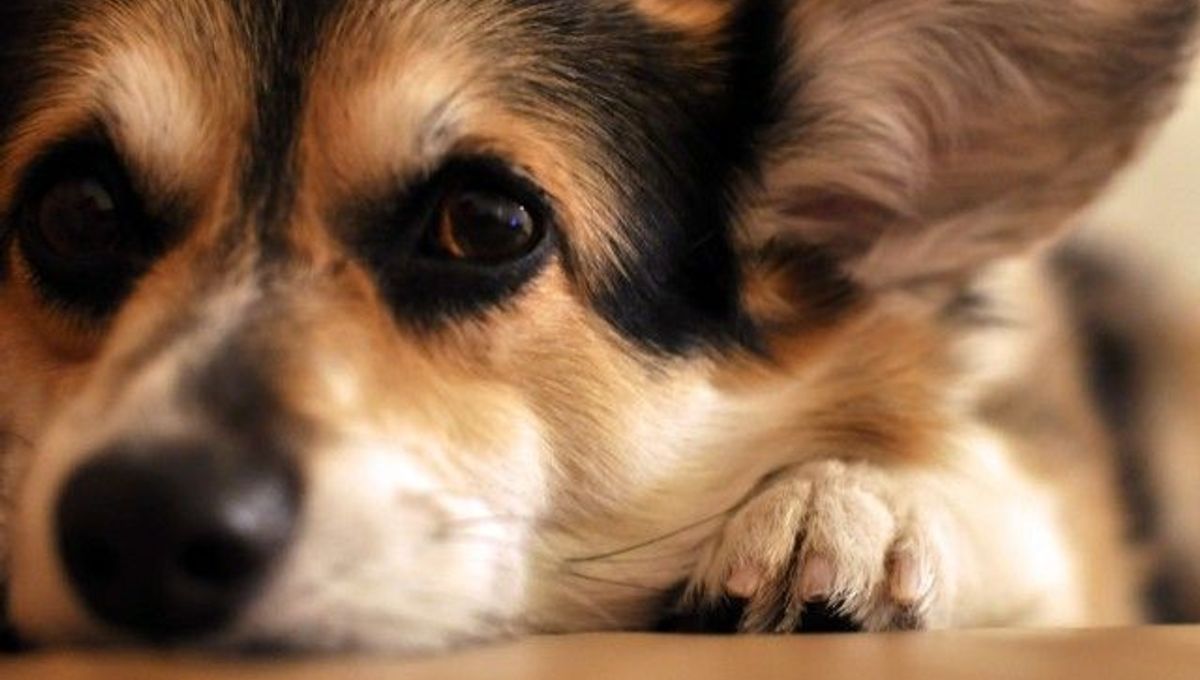 Do Dogs Experience Jealousy