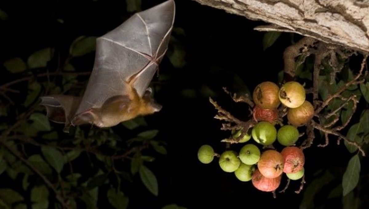 Why Do Bats Transmit So Many Diseases? IFLScience