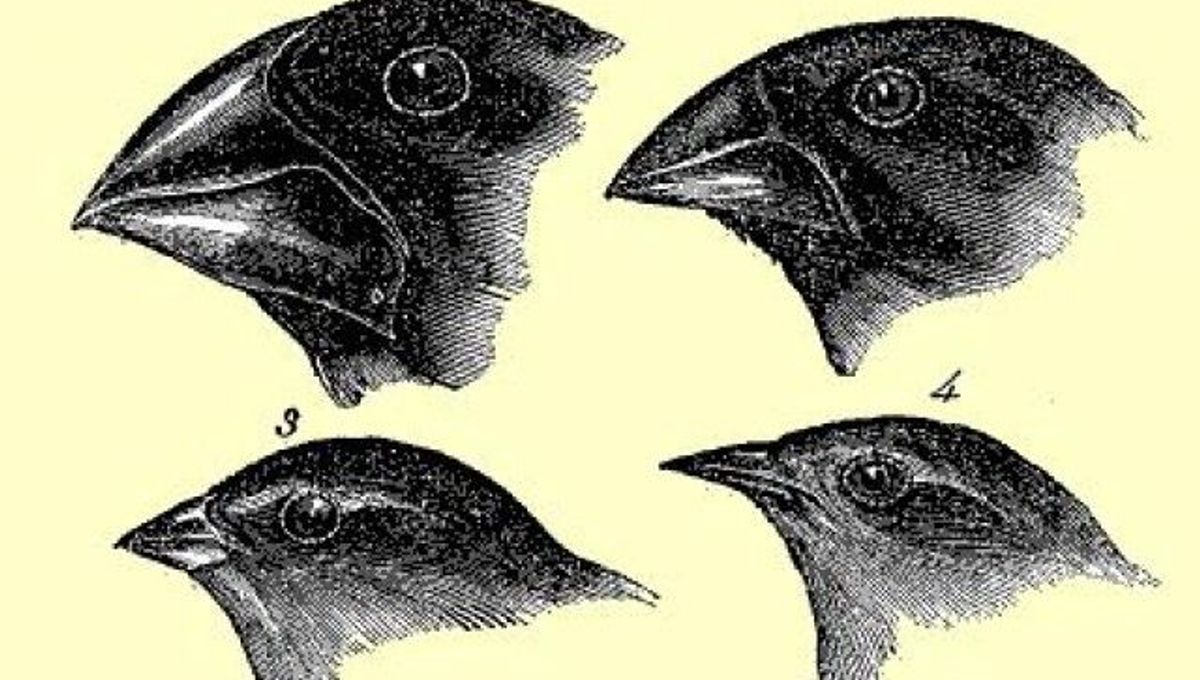 Вид отбора поддерживает разнообразие вьюрков. Галапагосские вьюрки дивергенция. Книга аст вьюрки. Разнообразие вьюрков на галапагосских островах. Галапагосские вьюрки дивергенция.