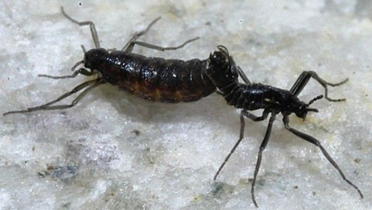 Tiniest Insect Genome Sequenced | IFLScience