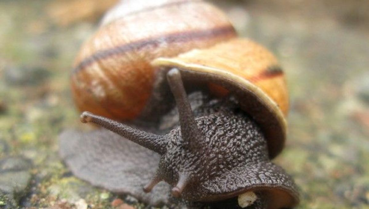 Humans Were Eating Snails 30,000 Years Ago IFLScience