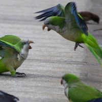 2183 Why Parrots Have Unusually Large Brains