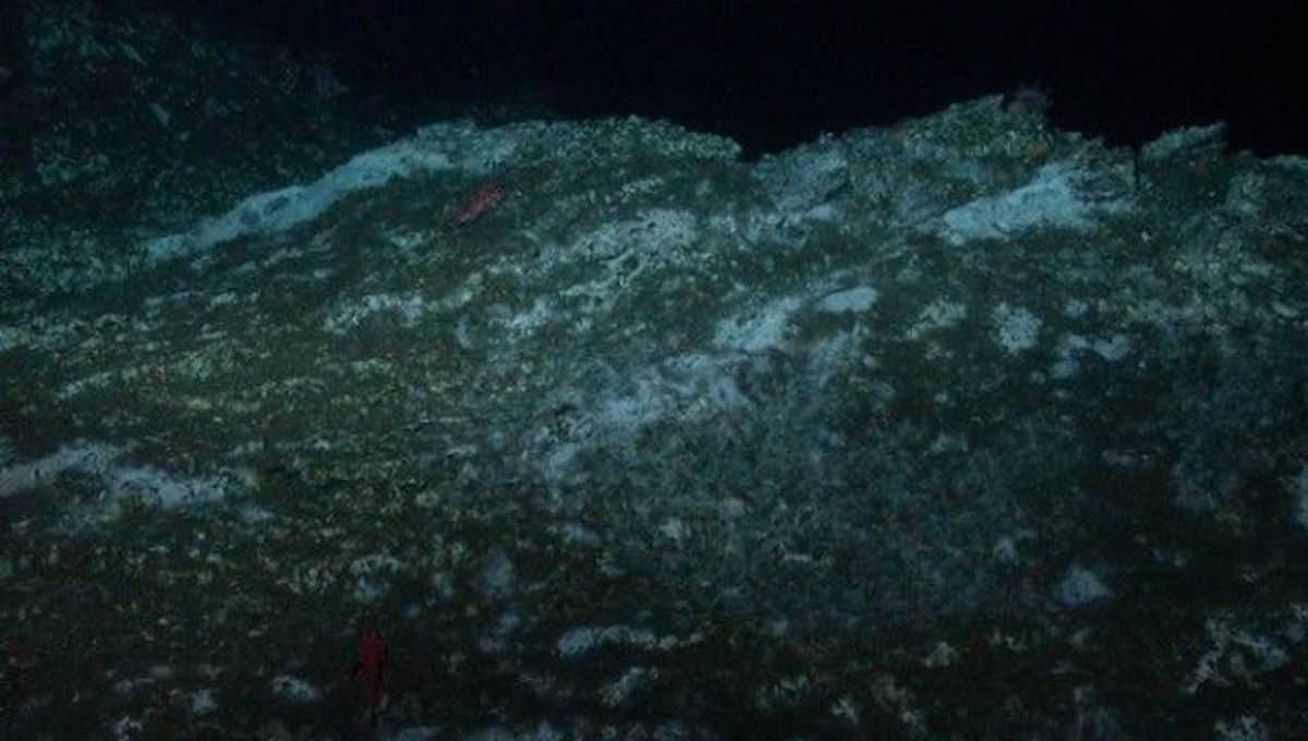 Microbial Life Discovered Inside Deep-Sea Rocks | IFLScience