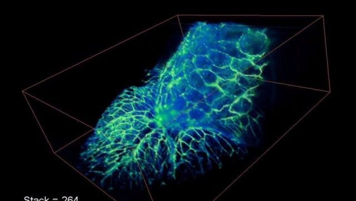 “Gentle” Microscope Reveals 3D Action Shots Of Living Organisms ...