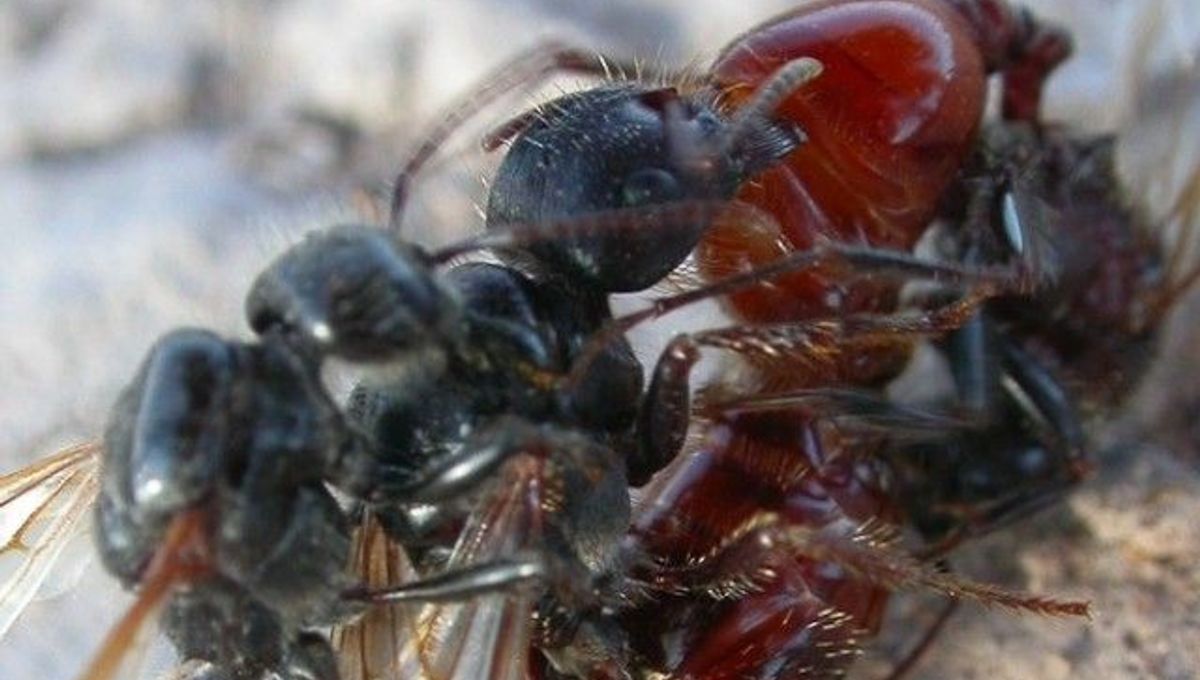 Harvester Ant Queens are Sperm Parasites IFLScience