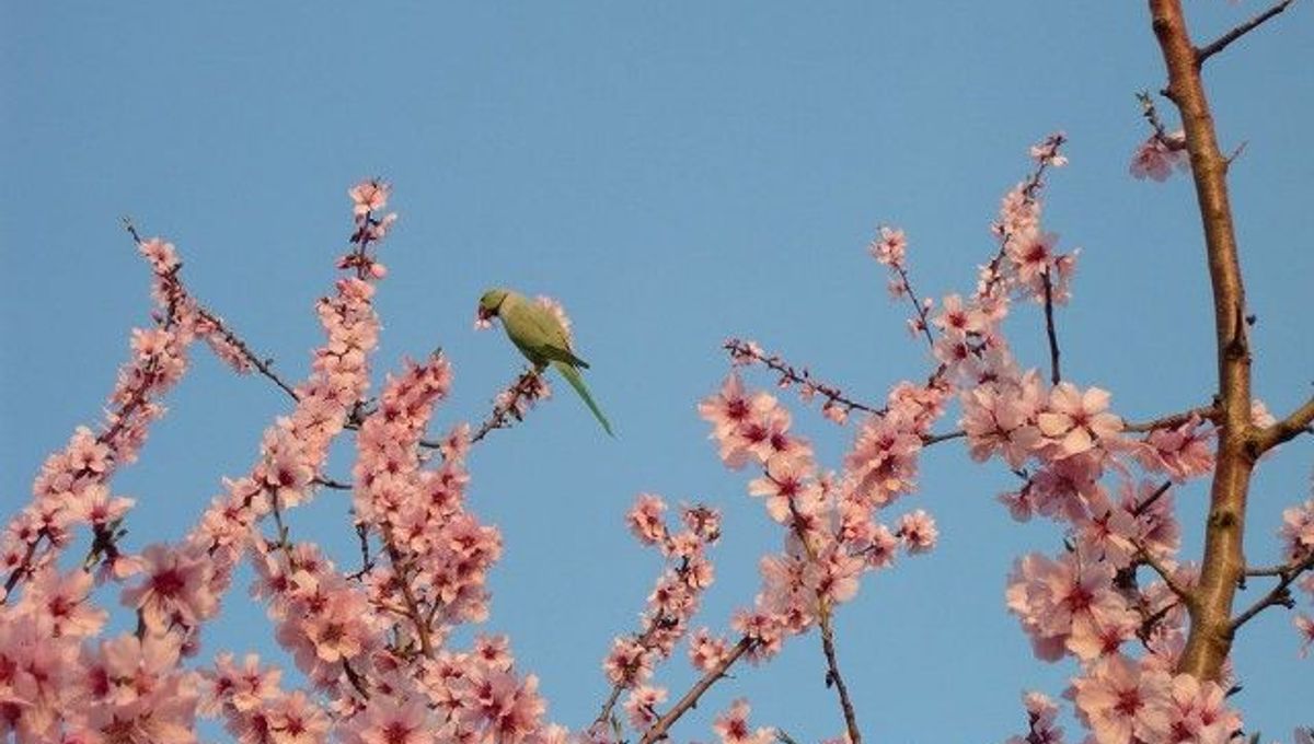 Organic Almonds Recalled From Whole Foods For Containing High Levels Of
