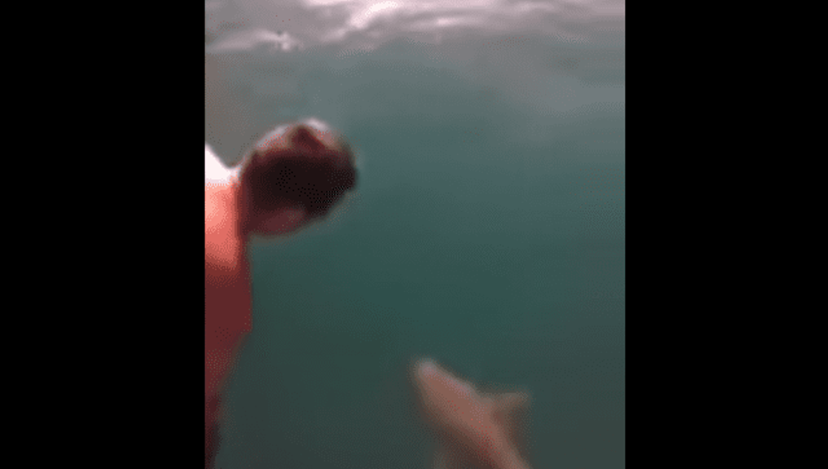 Idiot Jumps On Top Of Tiger Shark IFLScience