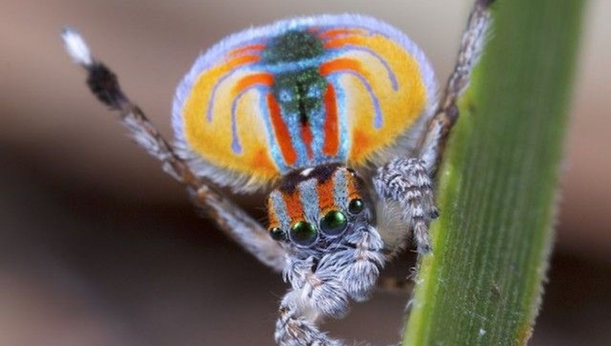 Peacock Spider Dances To YMCA IFLScience