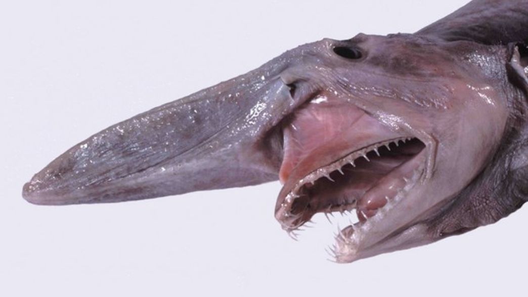 Watch A Goblin Shark Take A Bite | IFLScience