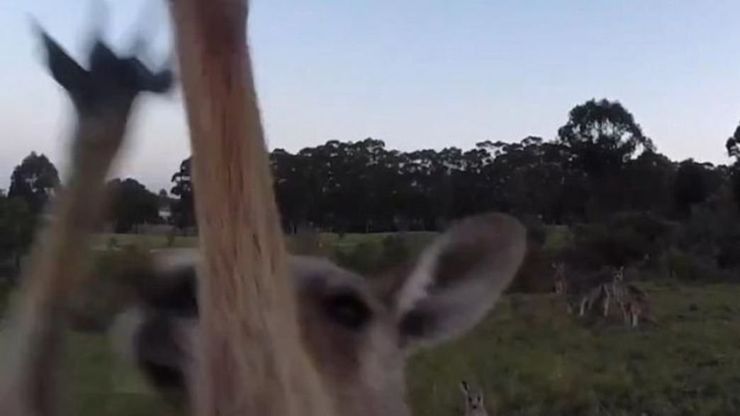 Kangaroo Punches Drone Out Of The Air IFLScience