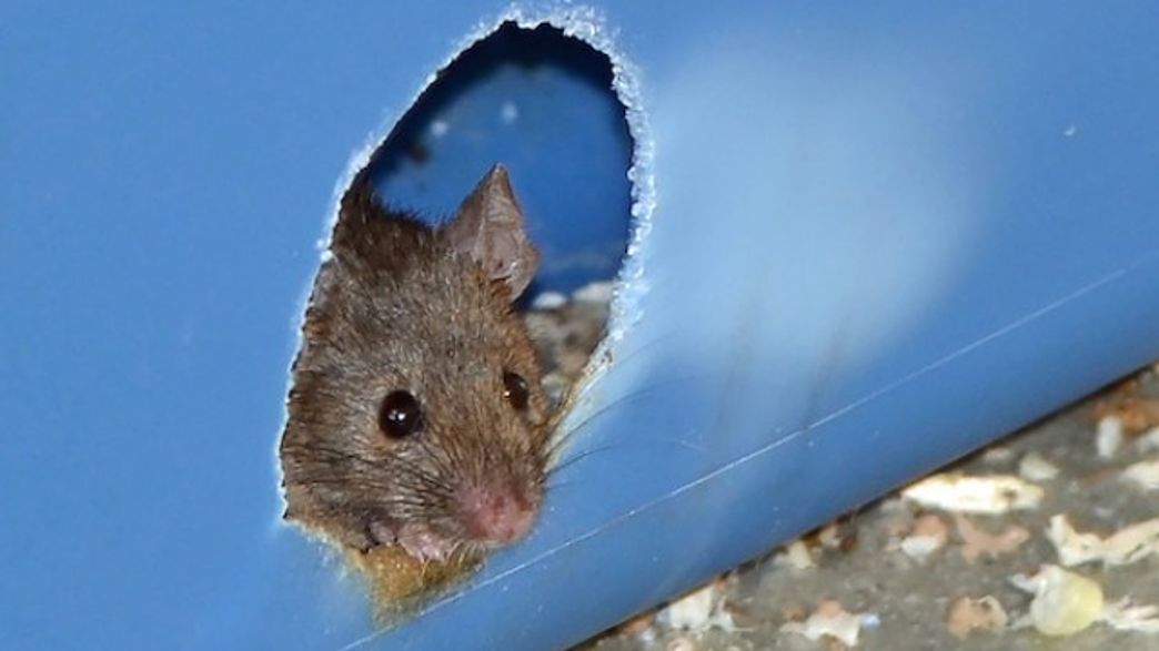 HighFructose Corn Syrup is More Toxic to Mice than Table Sugar