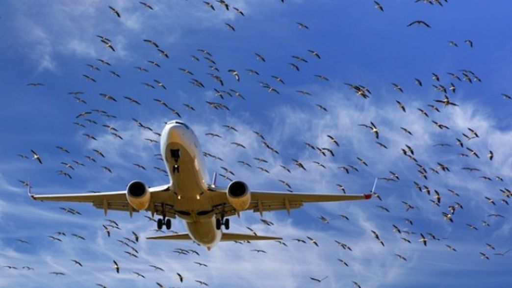 Why Do Birds Crash Into Planes? IFLScience