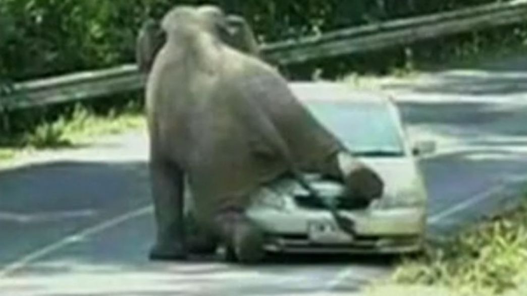 Elephant Crushes Car in Thailand IFLScience