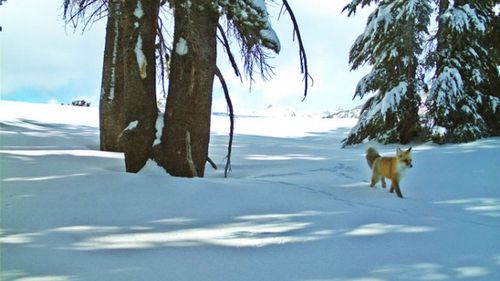 747 Extremely Rare Red Fox Observed In Yosemite For First Time In Almost A Century