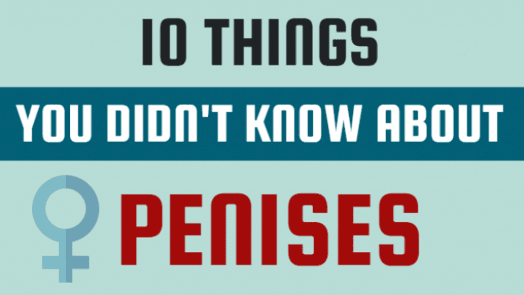 10 Things You Didn t Know About Penises IFLScience