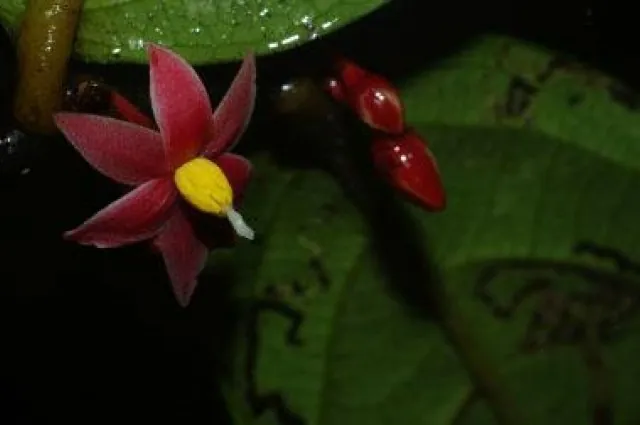 Rare Genus Of Plants Named After Sir David Attenborough | IFLScience