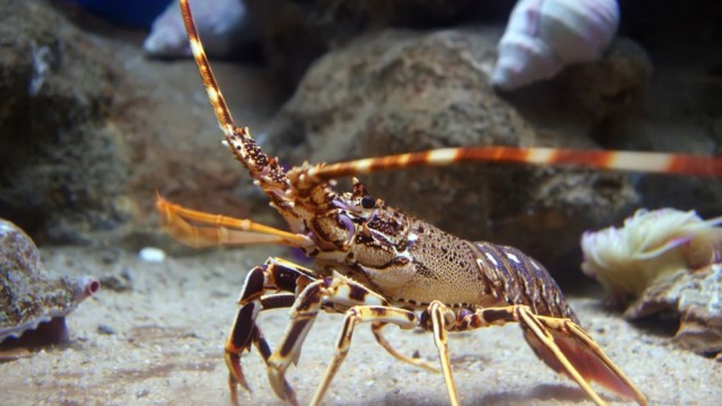 Arthropods Shrink In Warm Water But Not In Hot Air | IFLScience