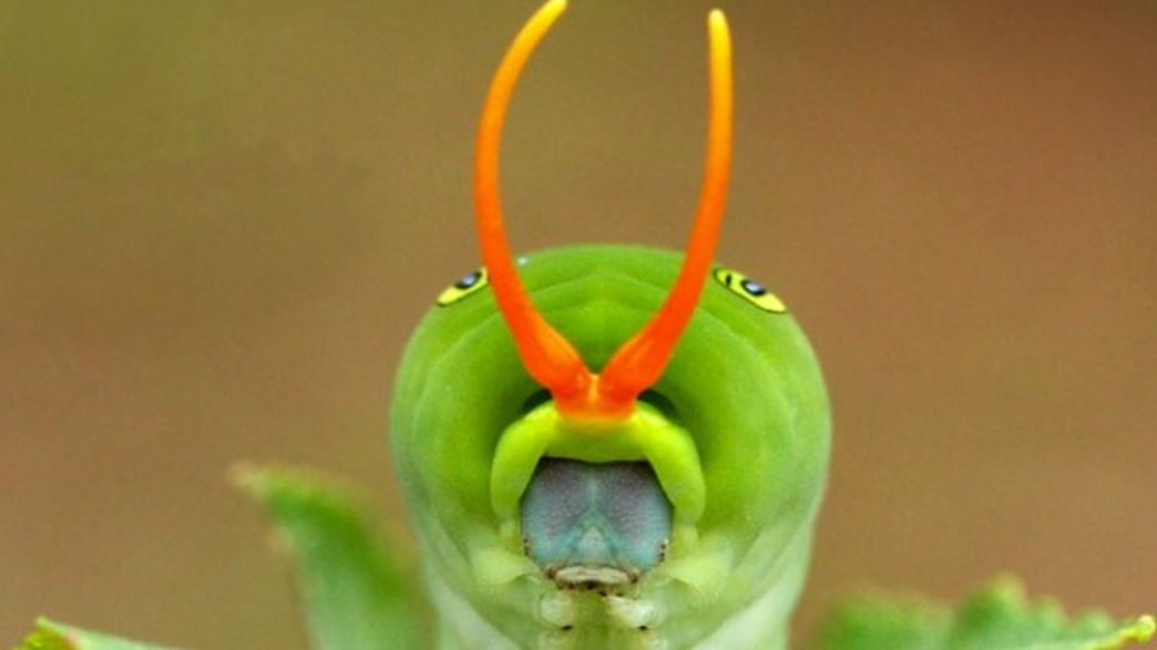 Stinky Caterpillar Looks Like a Snake With a Fleshy, Forked Tongue