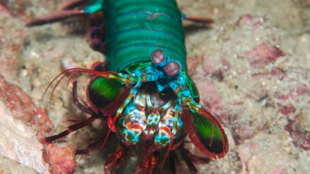 Scientists Discover How Mantis Shrimp Claws Balance Form And Function