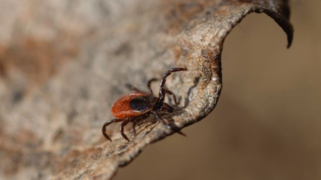 Antifreeze from Ticks Offer Frostbite Protection for Mice IFLScience