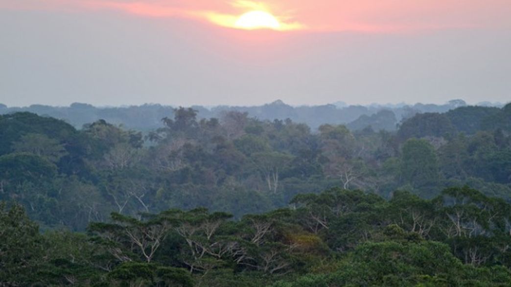Amazon Carbon Sink Is In Decline As Trees Die Off Faster IFLScience