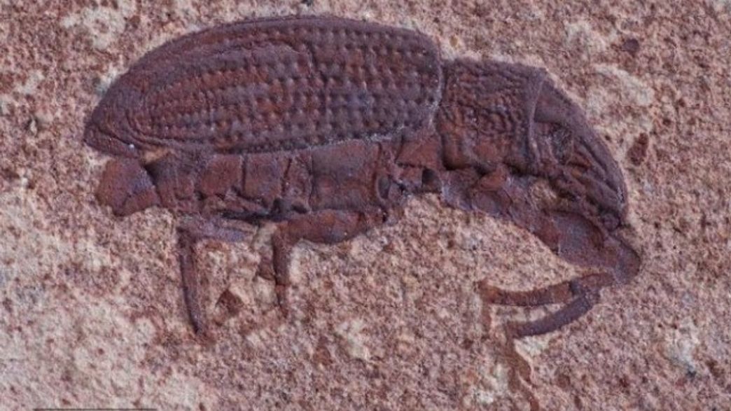 Why Are There So Many Beetles? They're ExtinctionResistant IFLScience