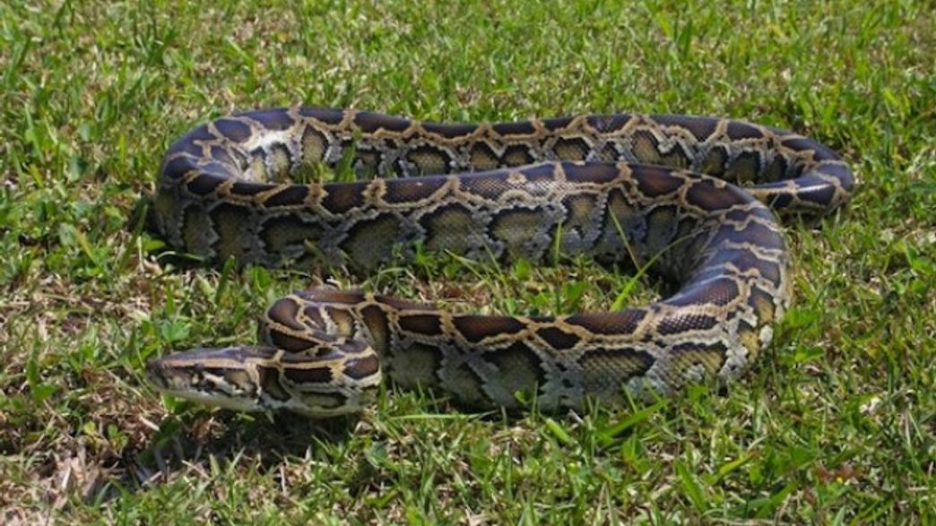 Burmese Python Eating Rabbit