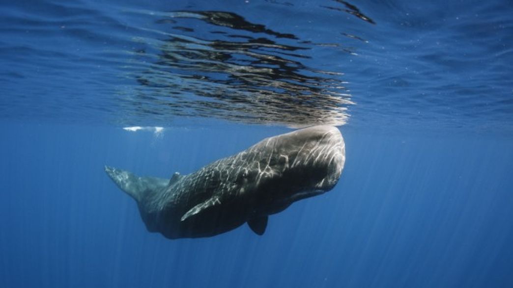Scientists Film Rare Sperm Whale Encounter 600 Meters Below
