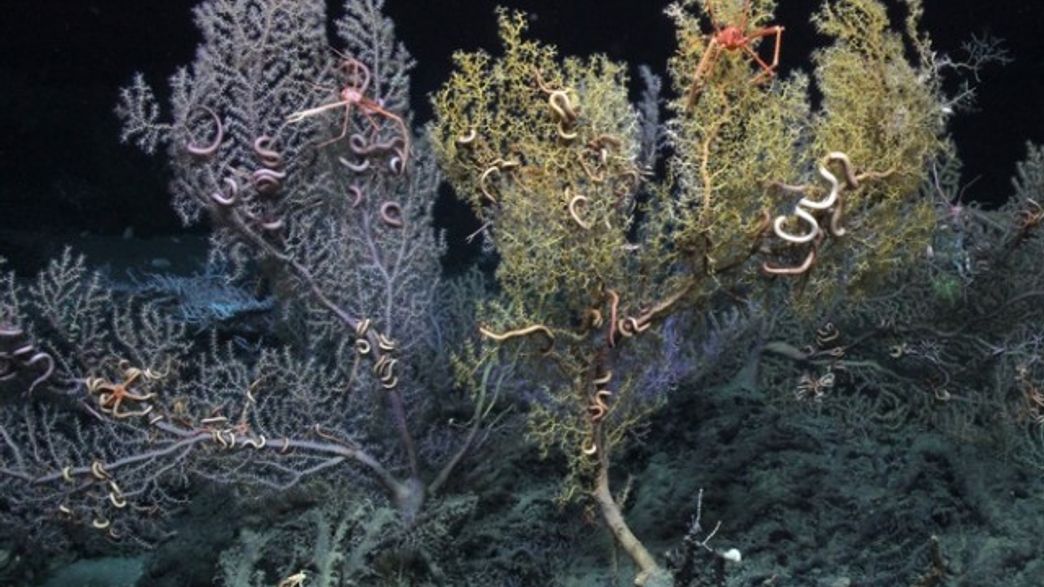Dispersants Sprayed In Wake Of Deepwater Horizon Oil Spill More Toxic Than Oil Alone IFLScience