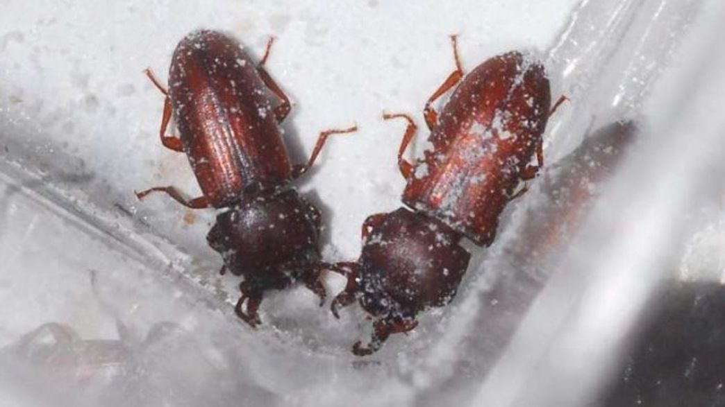 Lucky Female Flour Beetles Get More Sperm If They Smell Like Other