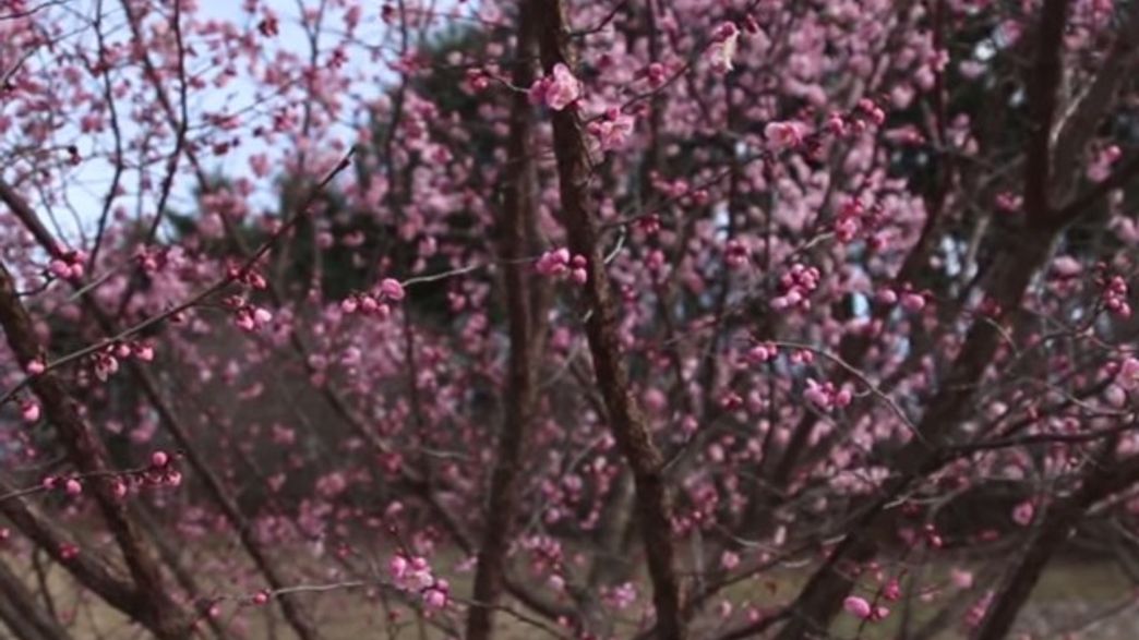 How Do Trees Know When It's Spring? IFLScience