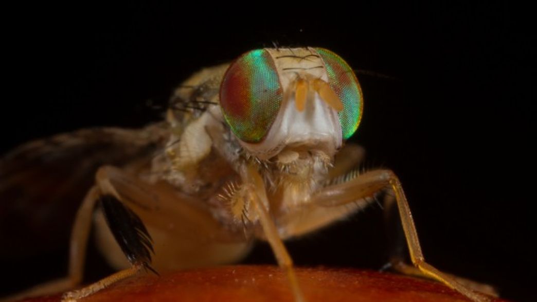 Do Flies Have Emotions? IFLScience