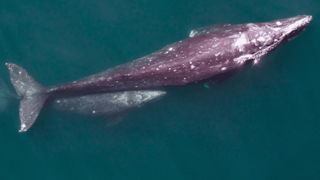 Scientists Use Drones To Count Whales | IFLScience