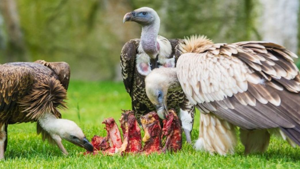 Why Don’t Scavengers Get Sick? IFLScience