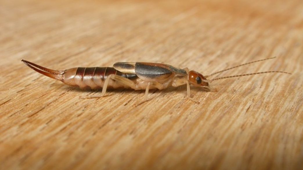 This Insect Spits Poop Smelling Chemicals Into Predators Mouths this-insect-spits-poop-smelling-chemicals-into-predators-mouths