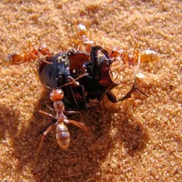 Can Ants Survive Extreme Heat: Shocking Facts Revealed!